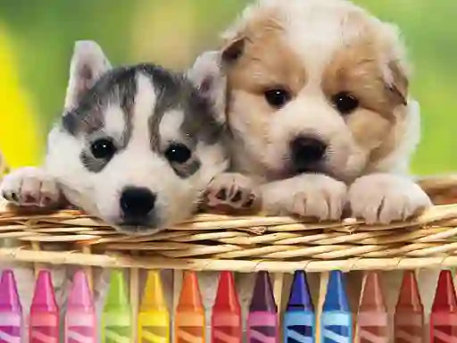 Puppy Coloring — free online game