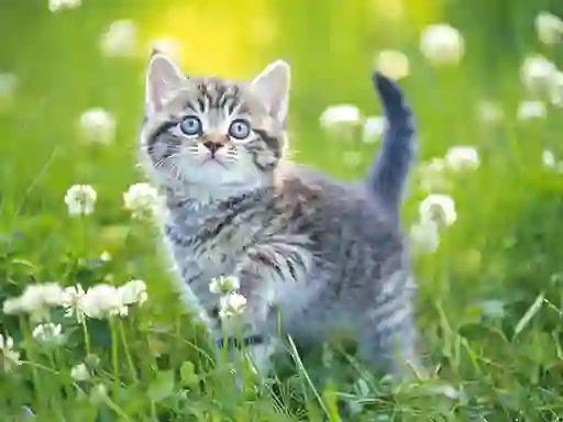 Kittens Jigsaw Puzzle Collection — darmowa gra online