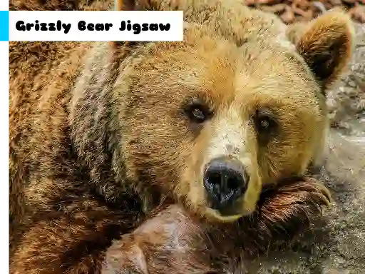 Grizzly Bear Jigsaw — free online game