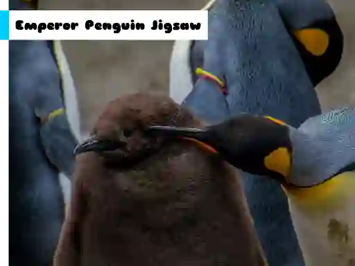 Emperor Penguin Jigsaw — free online game