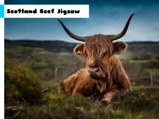 Scotland Beef Jigsaw — free online game