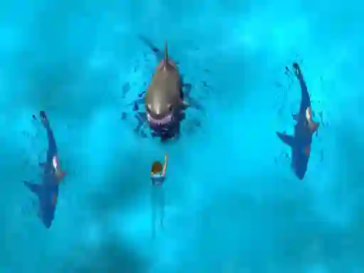 Avoid the Sharks — free online game