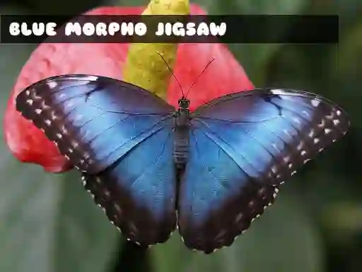 Juego Blue Morpho Butterfly Jigsaw en línea