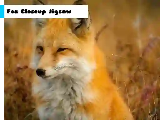 Xogo Fox Closeup Jigsaw en liña