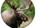 Animal Quiz 