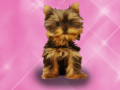 Wash Pets Princess Kids    