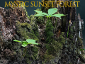 Mystic sunset forest