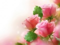 Pink Roses