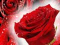 Red Roses