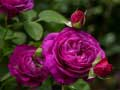 Purple Roses