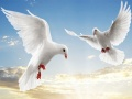 Flying Birds