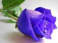 Blue Roses