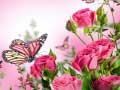 Butterflies Puzzle