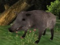 Wild boar Hunting