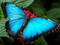 Nature Jigsaw Puzzle Butterfly