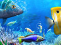 Let's Fish