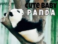 Cute Baby Panda