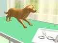 Paw Care