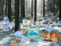 Winter Wonderland Forest Adventure