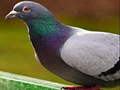 Pigeon Jigsaw Puzzle