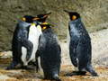 King Penguin Jigsaw