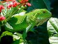 Wild Iguana