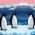 Penguins Penguins online