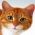 Find the cat  online